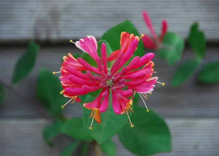 Viborg City Rooms Pensión Viborg